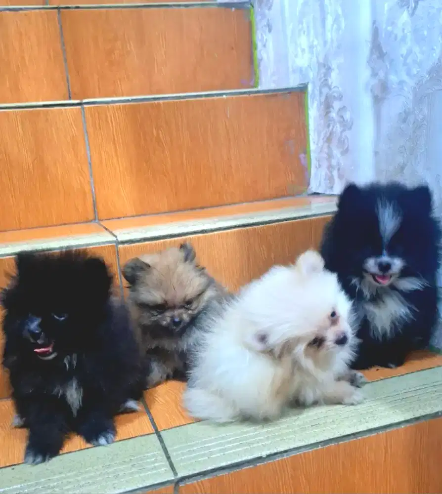 Pomerian puppies minipom ras asli 100%