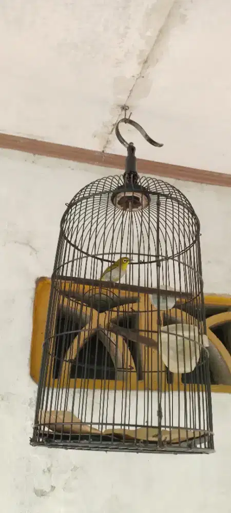 Burung kecilmurah