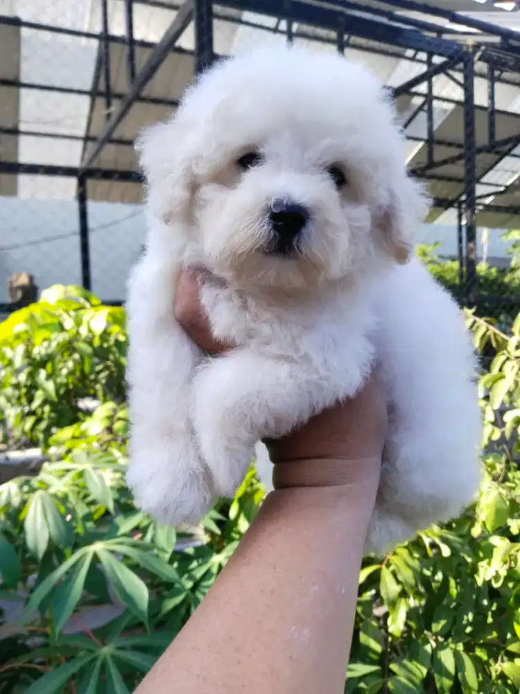 Anak anjing white poodle