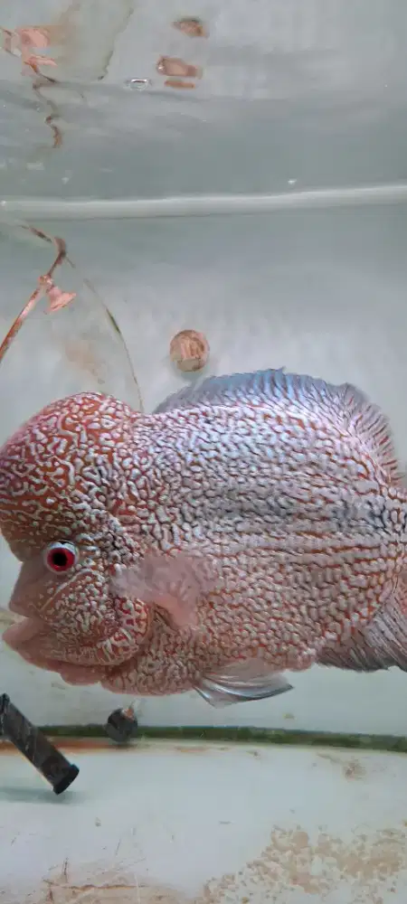 Ikan lohan full mutiara