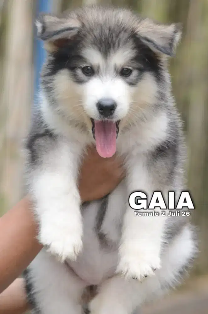Alaskan malamute abu betina •GAIA•
