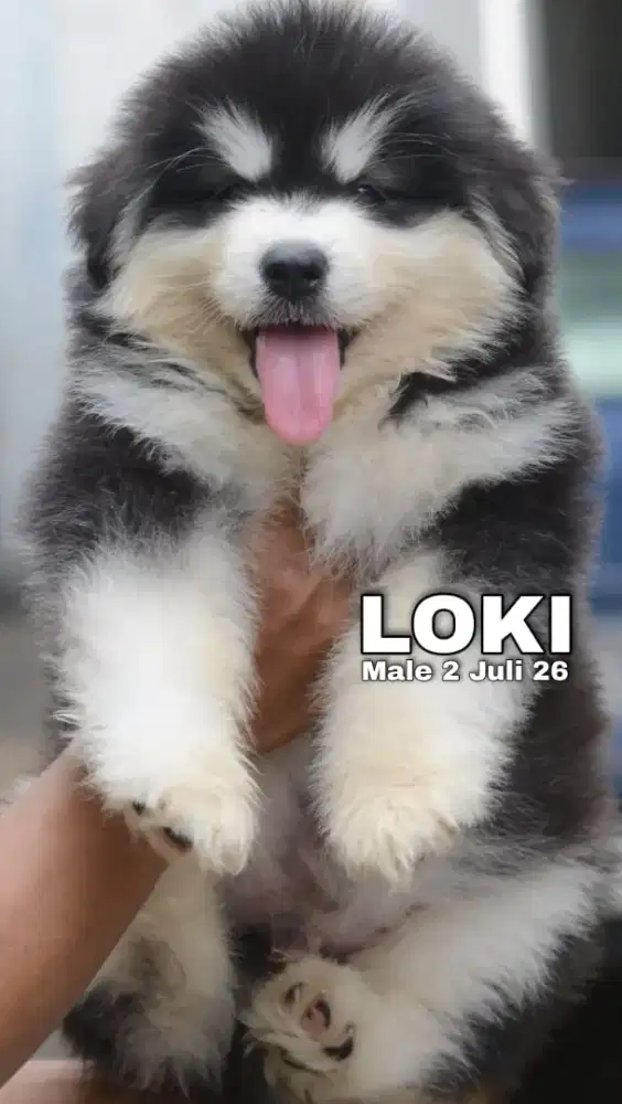 Alaskan malamute hitam jantan •LOKI•