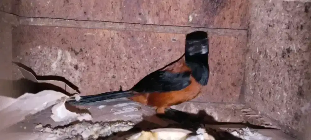 pitohui kepala hitam bahan mulus