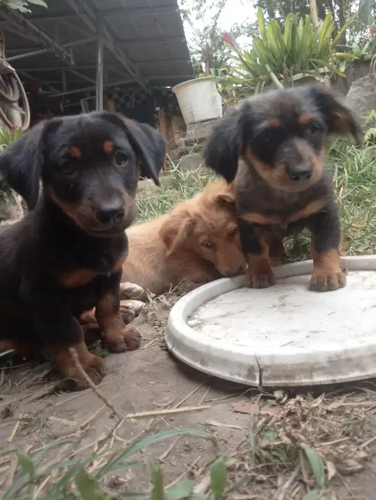 Anak puppy tekel kecil lucu