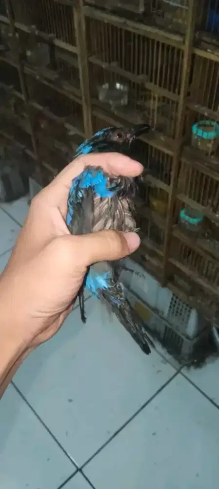 cak biru jantan bahan mulus