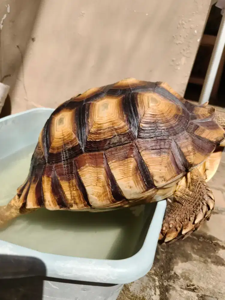 Sulcata BETINA OS 16