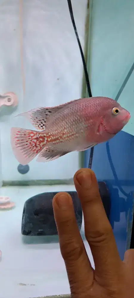 Ikan lohan red mongky