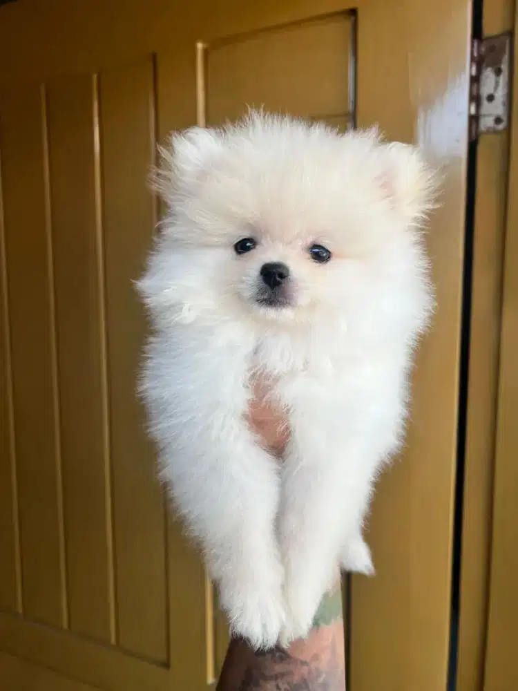 Minipom white cream jantan •BRANDON•
