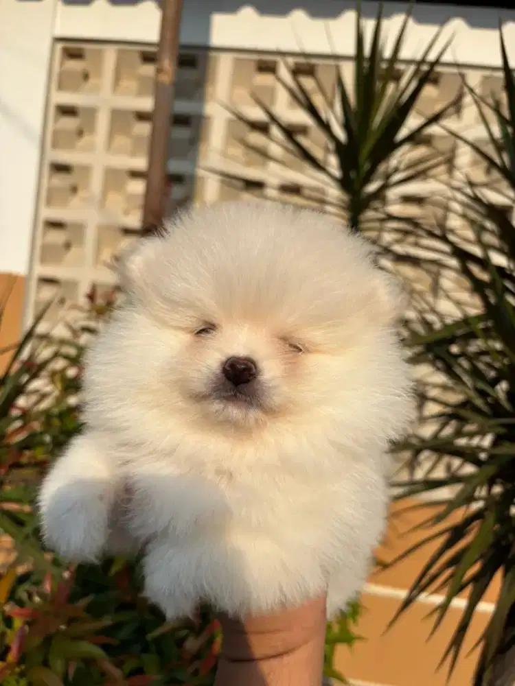 Minipom white cream betina