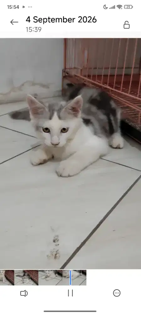 Kucing maincoone