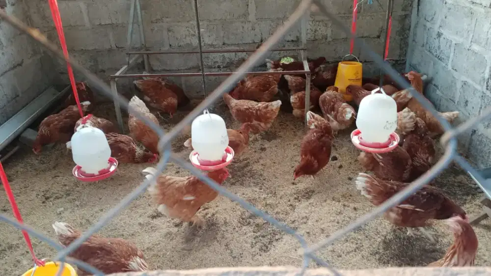Bibit ayam petelur umur 16 Minggu