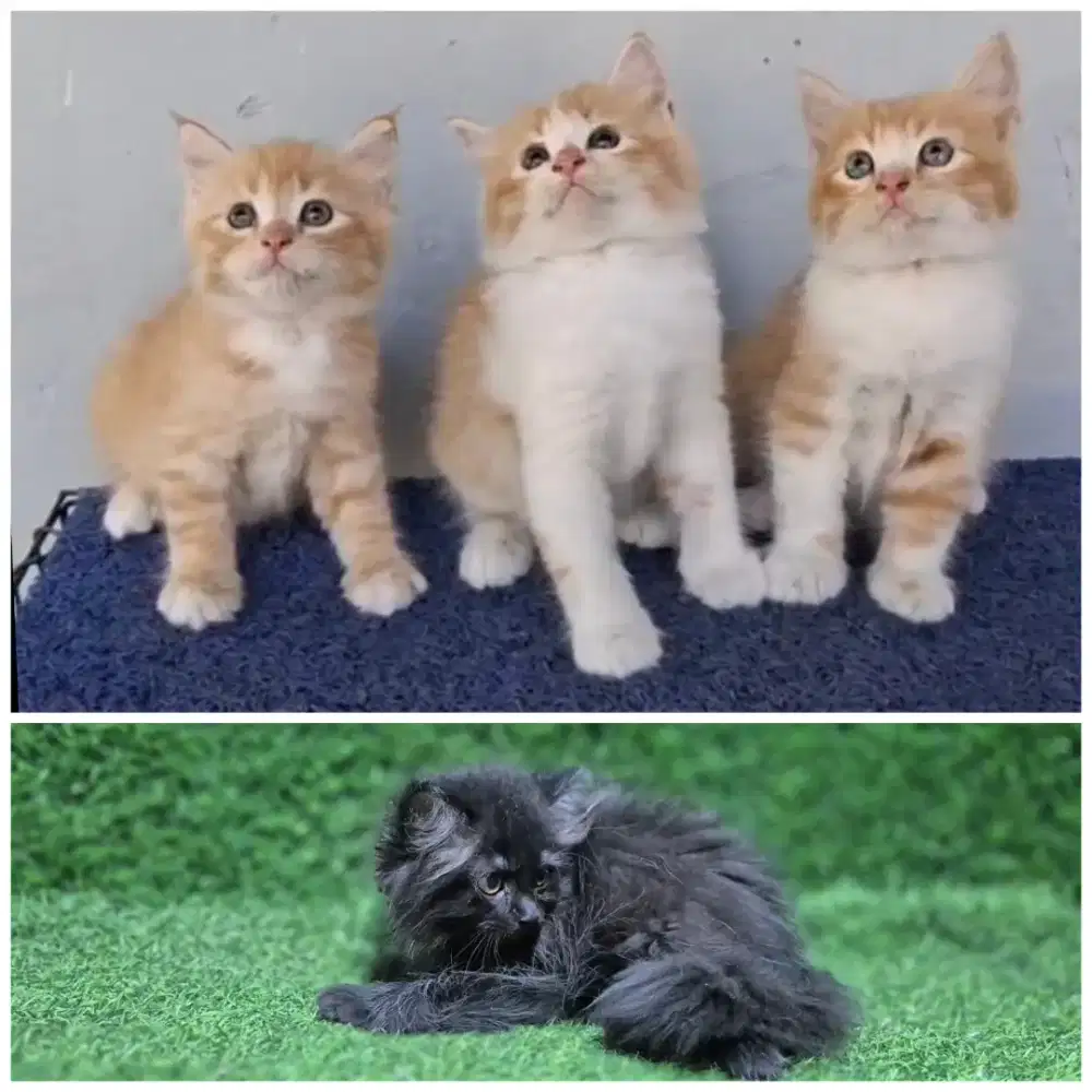 JUAL ANAKAN KITTEN KUCING PERSIA PERSIA BULU KAPAS