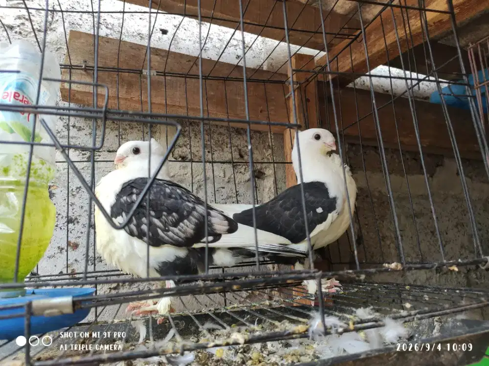 Merpati hias blacklace