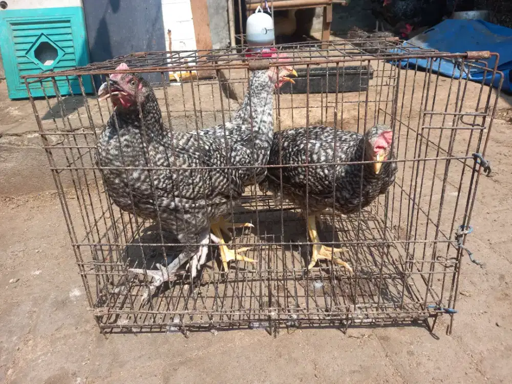 Ayam kampung kuntara 4