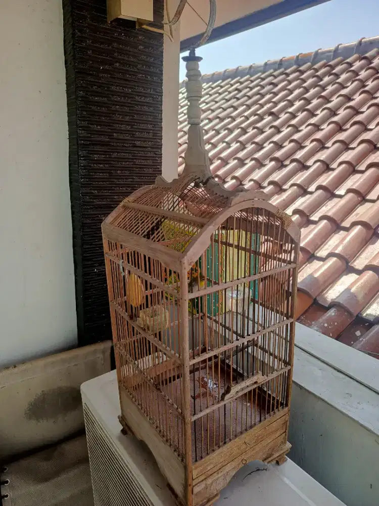 Kandang kosan kecil + burung bandangan