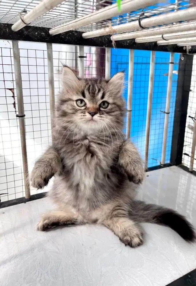 Kitten persia 2 bulan