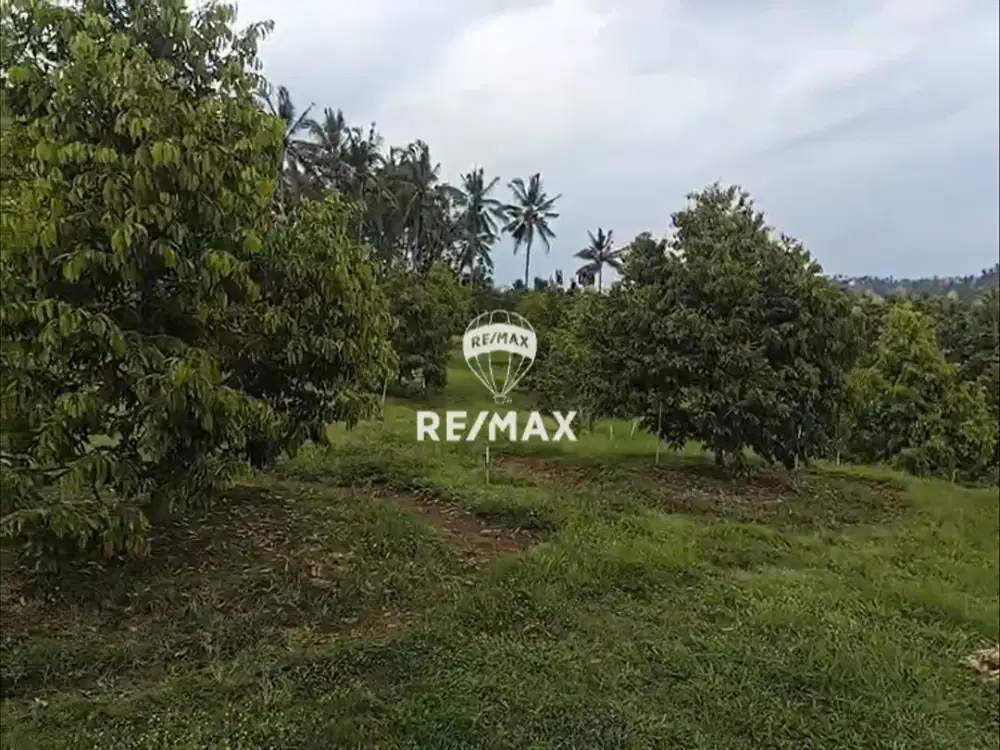 DIJUAL KEBUN DURIAN PREMIUM – MACAN PUTIH