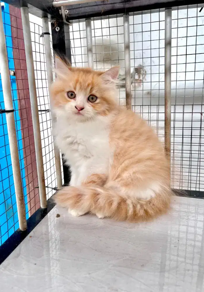 Kitten persia 2 bulan