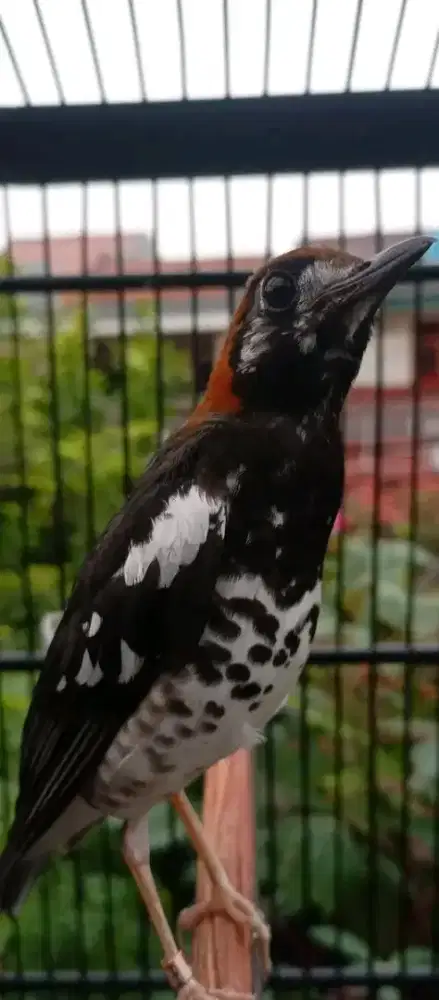 Ikut jual burung anis kembang jantan sudah gacor