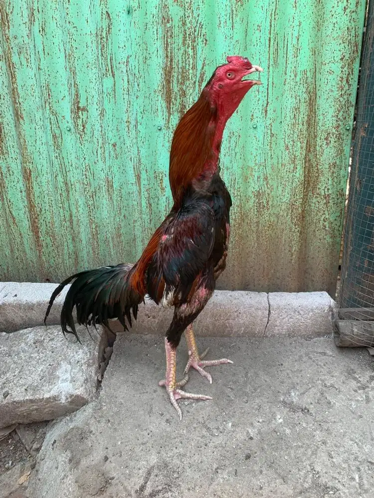 Ayam Bangkok siapan