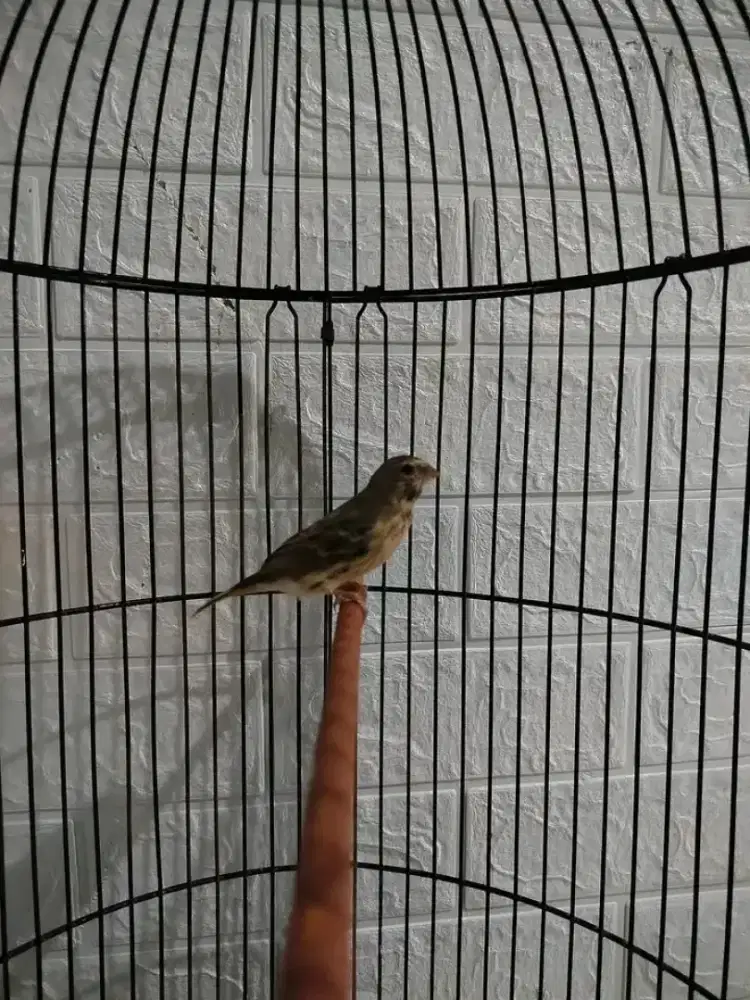 Ikut jual burung blackthroat anak usia 3bln jantan sudah rajin bunyi