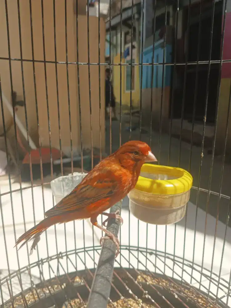 Kenari blackred gacor ngerek