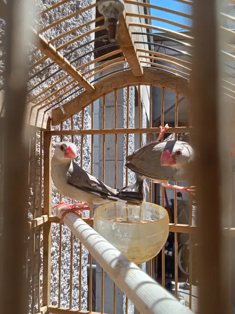 burung pipit muda