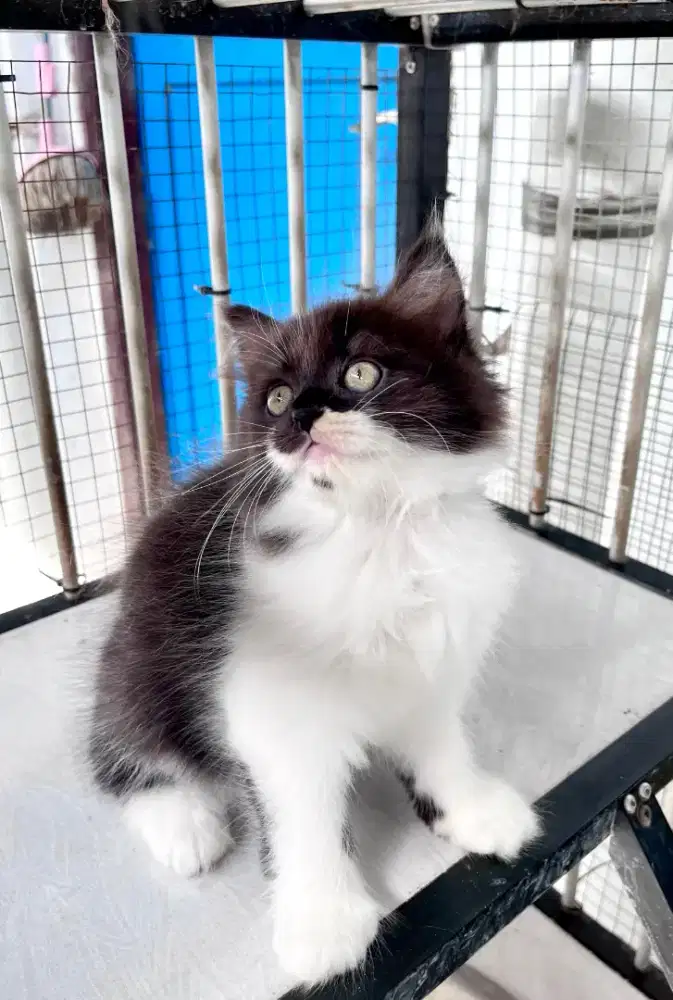Kitten persia 2 bulan