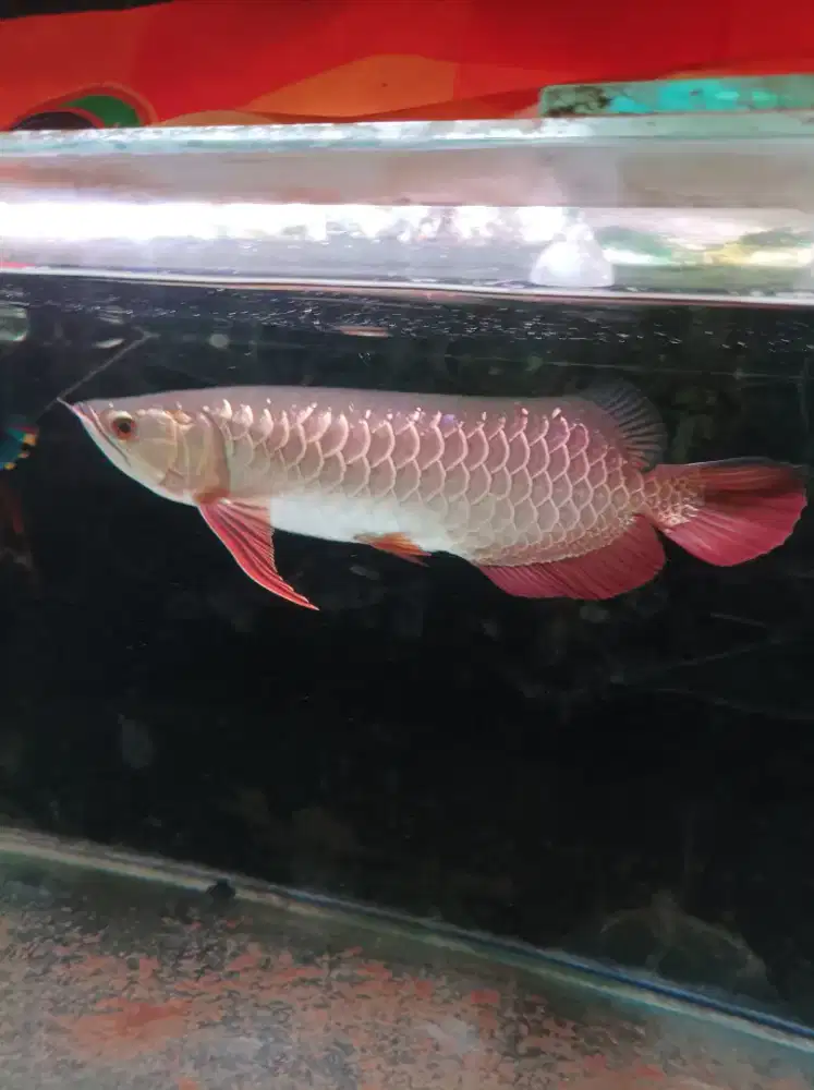 Arwana Golden Red HB