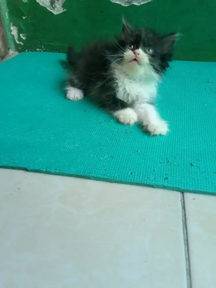 Anakan kucing flatnose