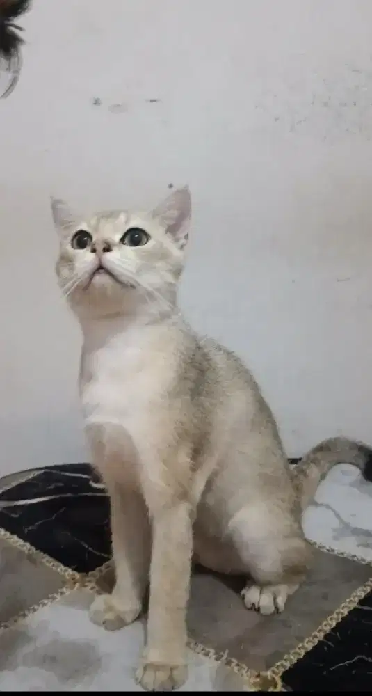 kucing BSH Golden NY11 jantan