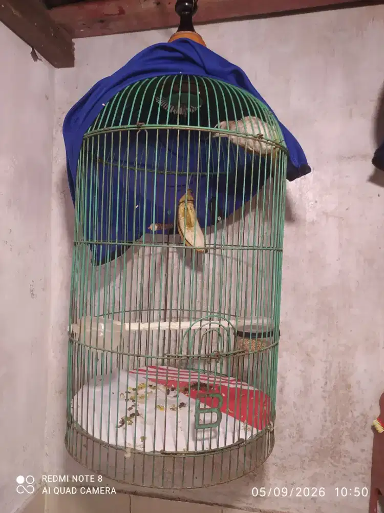 Jual burung trucukan dan kolibri kelapa