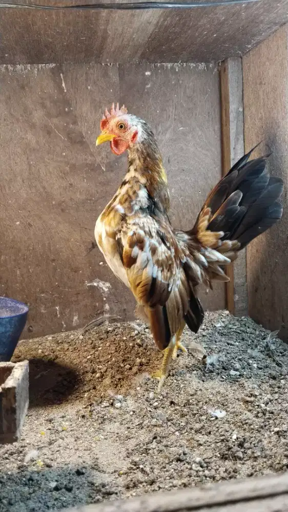 Ayam Serama jantan