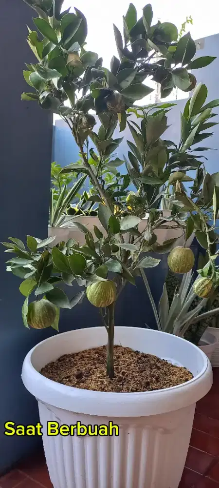 JERUK SUNKIST VARIEGATA