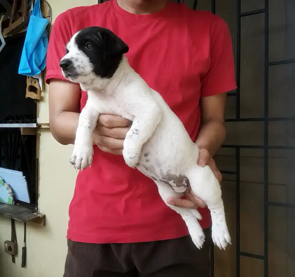 Anak anjing gemoy