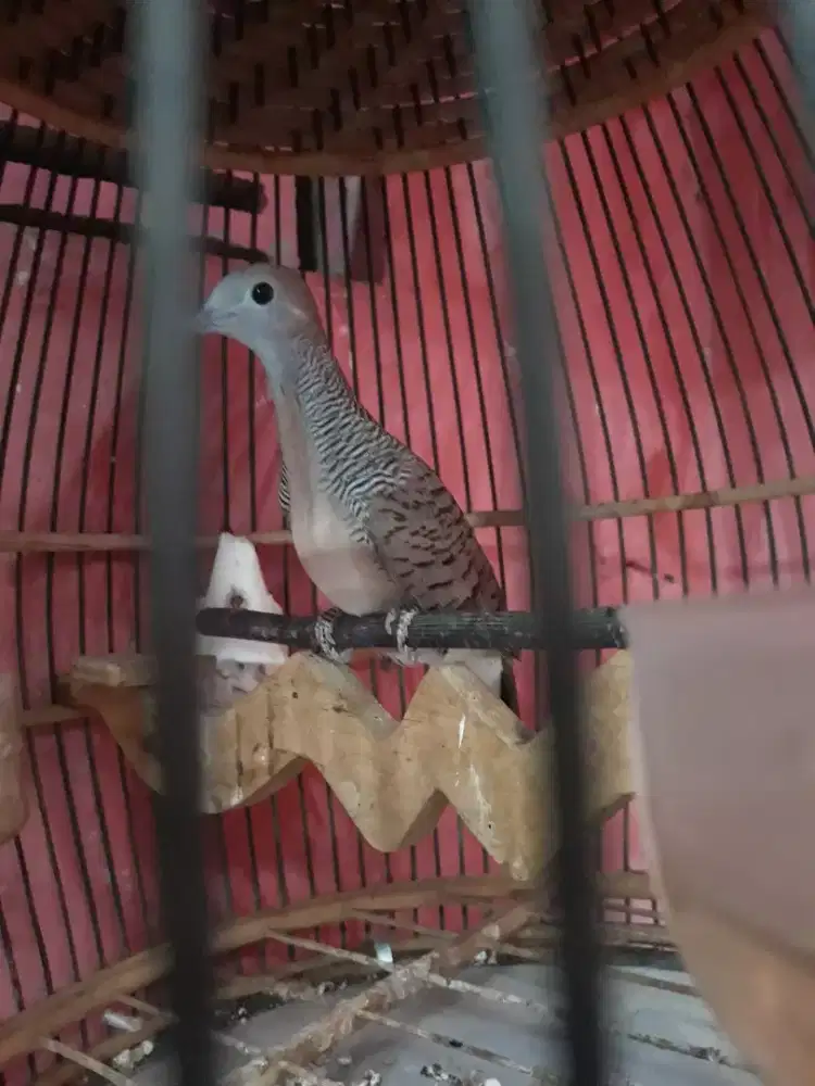 perkutut bangkok rawatan mulus