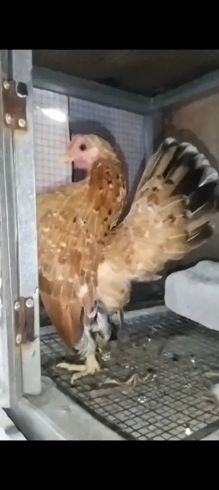 Ayam serama siap breading kasih murah siap jadi mesin ATM hasil cuan