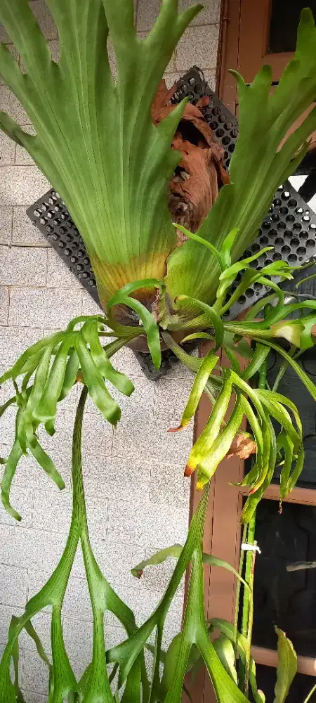 Platycerium coronarium