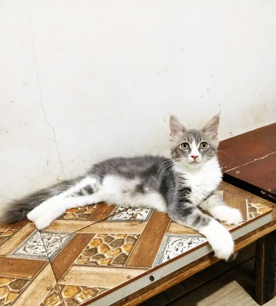 Kitten MaineCoon Jantan Pure No mix. Induk  ped Cfa Maine Coon