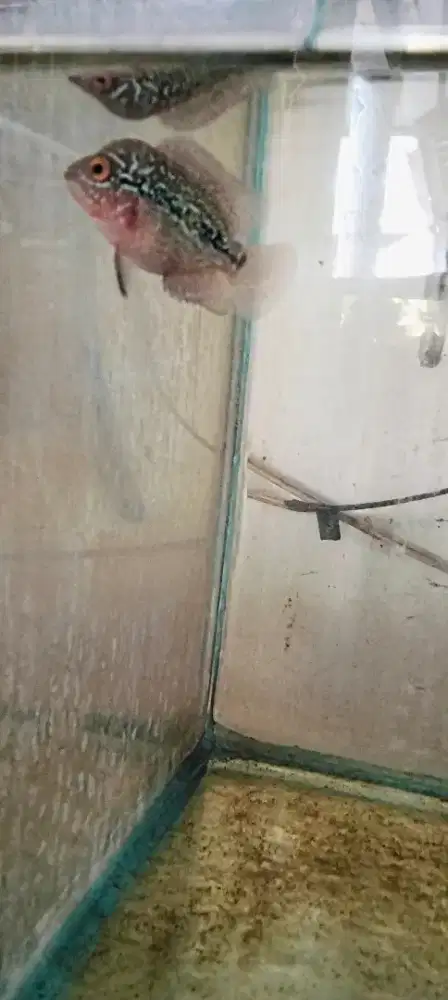 Louhan kamfa f2 merah
