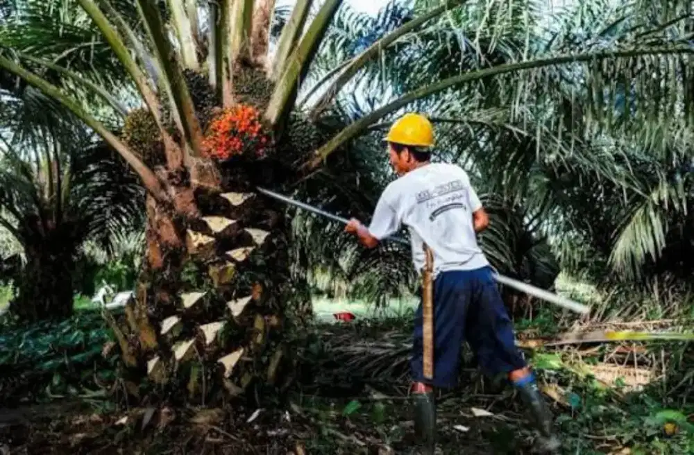 Lowongan perkebunan sawit