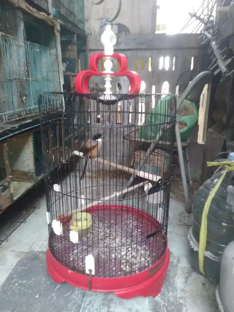 Sangkar besi uk 46
