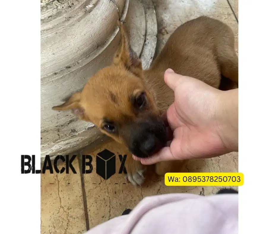 Jual Anak Anjing Semi Hibah Bapak Pitbul, Ibu Herder
