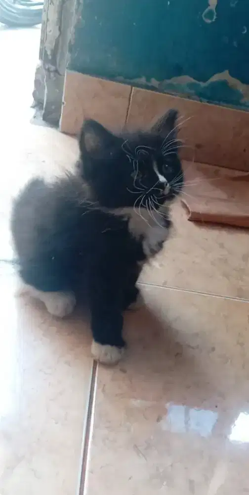Kitten Persia betina