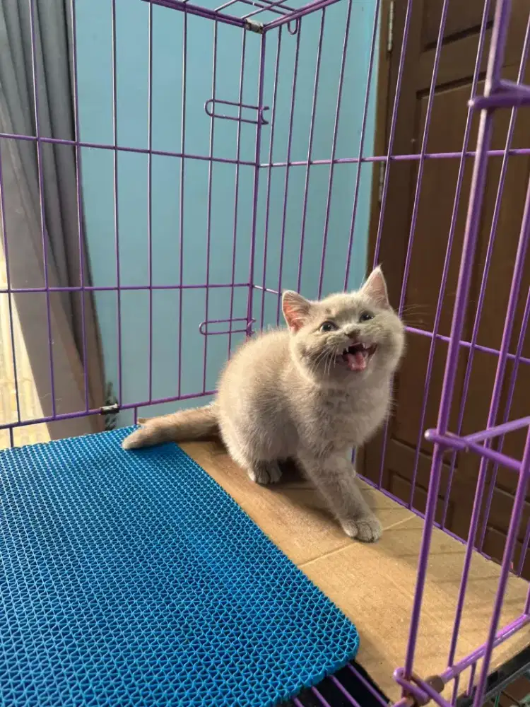 KITTEN BRITISH SHORTHAIR PURE BETINA WARNA LILAC