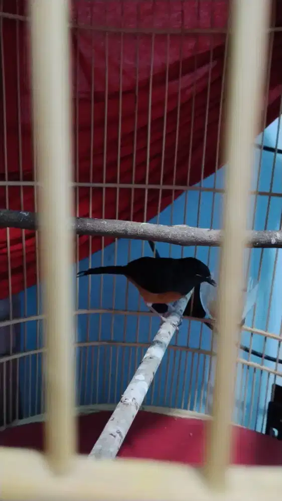 burung murai batu trotol sehat lincah
