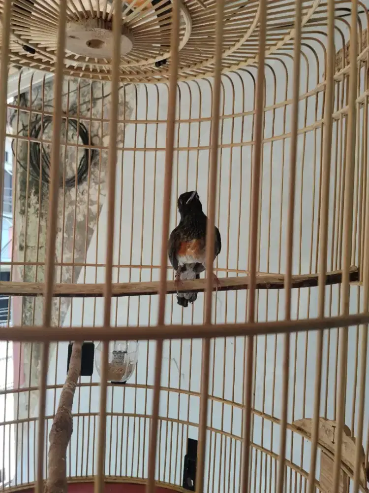 burung murai batu 100% jantan badan besar good quality