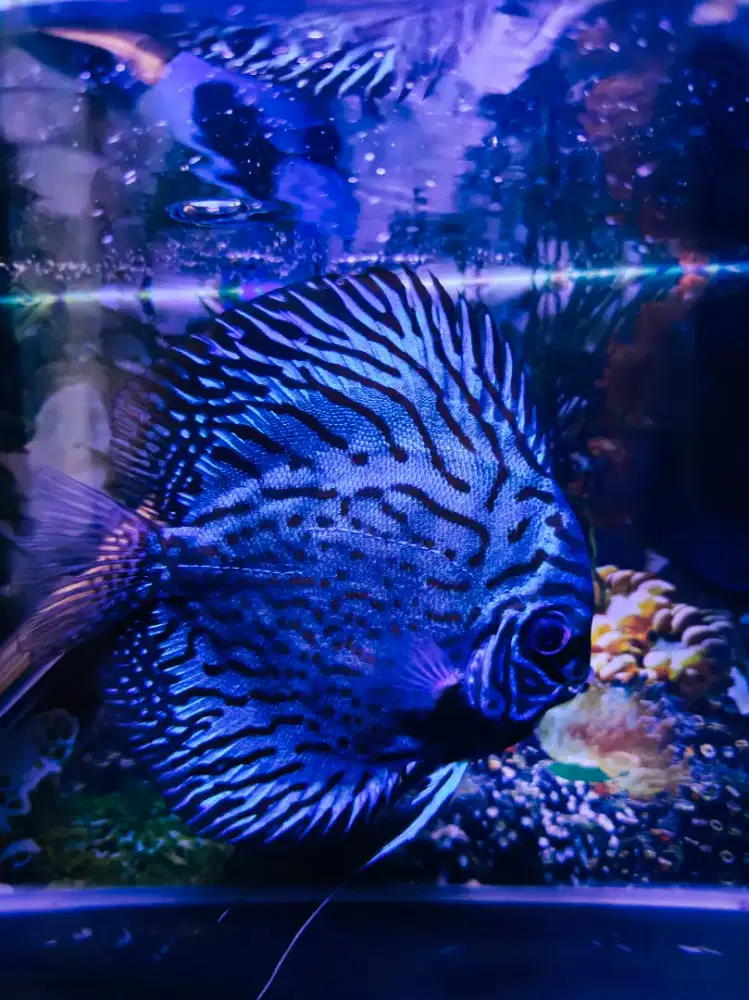 discus uk besar