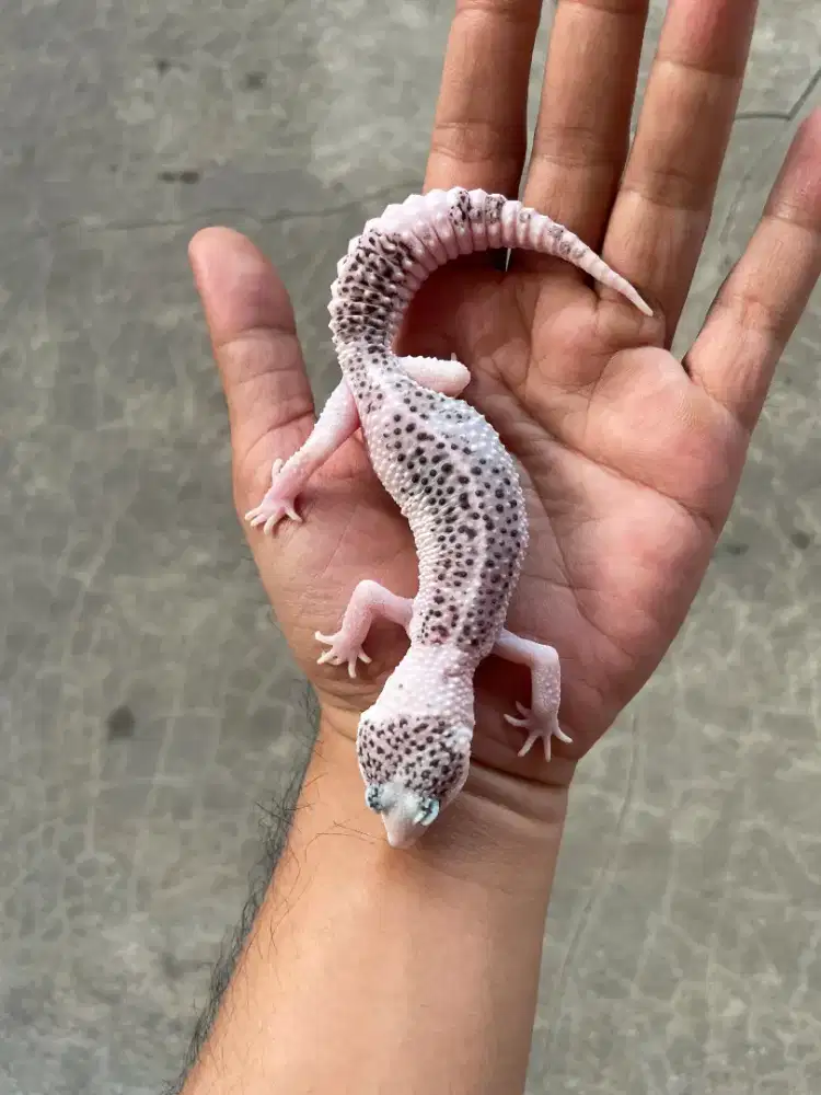 Leopard Gecko Pied Male