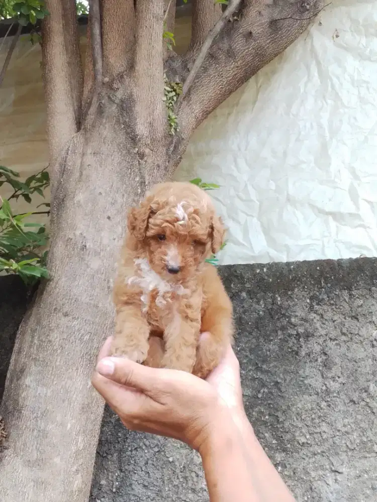 Poodle Stambum / Bersurat PERKIN